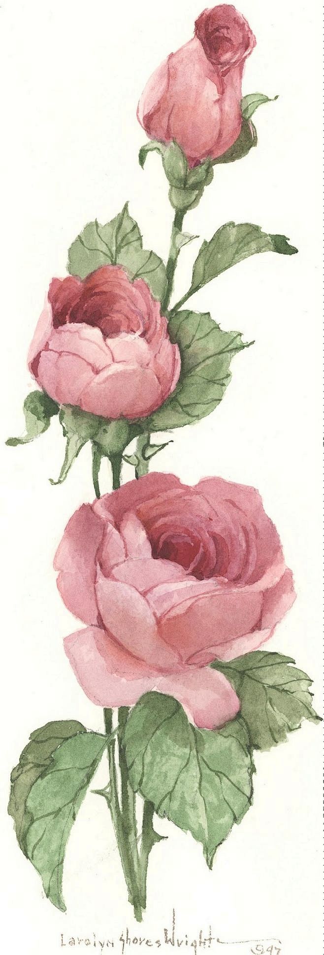插画手绘 碎花 花 植物 玫瑰 手机壁纸...