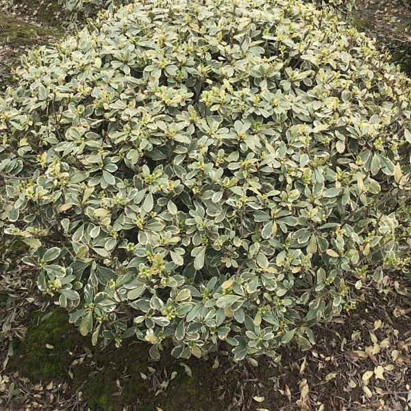 花叶海桐球