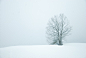 冬天, 雪, 树, 白, 自然, 圣诞节, 霜, 冷, 景观, 冰冷, 冻结, 1 月, 十二月, 季节性