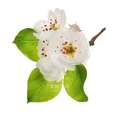 花朵    - 源文件下载【酷图网】花朵,樱花,花瓣,粉色花,桃花免扣,小清新,樱花免扣,春天,桃花,梨花,樱花背景,樱花盛开,花草,花卉,浪漫,情人节,芳香,盛开,花朵卡通图片,手绘樱花,花朵背景,樱花素材,唯美素材,唯美樱花,粉色,唯美,古典花纹,手绘梅花,腊梅,红梅,梅花图片