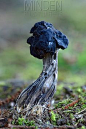 Minden Pictures - Elfin saddle fungus (Helvella lacunosa) Bedfordshire, England, UK, October . Focus stacked image