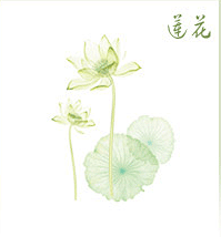 不采蘑菇的马里奥采集到电商素材【花草】