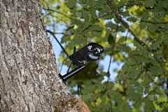 蓝色,背景,特写,天空,相机,户外,纯洁,信心,安全的
