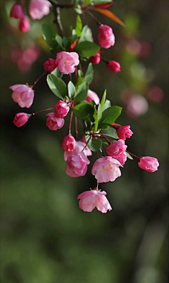 淡忘Vv采集到花花世界