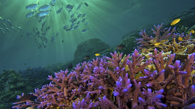 探索神奇海底世界 拍摄水下鱼类照片_网易...