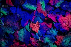 秋天,叶子,抽象,在下面,黑色背景,紫外线辐射,高对比度,纹理效果,超现实主义的,暗色
