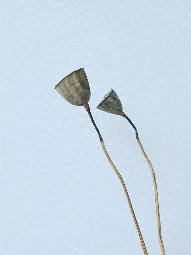 莲蓬莲花干货莲蓬干莲蓬