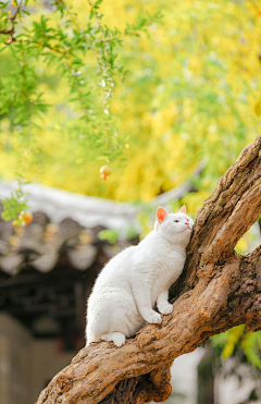 ~小迷糊~采集到超萌极宠——猫语
