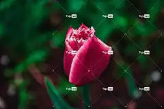 郁金香 花 美丽的花朵 粉红郁金香 花瓣 花壁纸 粉红色的花瓣