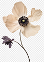 PNG Real Pressed a Anemone flower anemone petal.