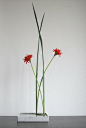 Ikebana 'Yucca and red Nerine embrace'