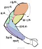 画了一张素描男性手臂结构，带大家理解手臂最主要的几组肌肉后进行概括归纳和刻画，梳理了五个部分方便大家理解~

Part 01：手臂肌肉
【要点1】：画画人基本掌握这几组肌肉就可以画出写实感比较强的手臂了。大家都熟知肱二头肌在前肱三头肌在后，但是值得注意的是上半部分的三角肌下端是接到肱二和肱三 ​​​​...展开全文c