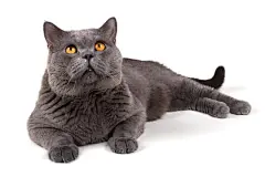 点击来源直接获取大图文件 |Funny British cat