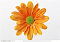 花卉造型-一朵橙色菊花