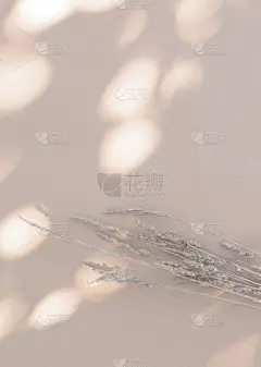 小麦和阳光投射在米黄色的墙上。审美最小的壁纸。夏秋花卉背景构成
