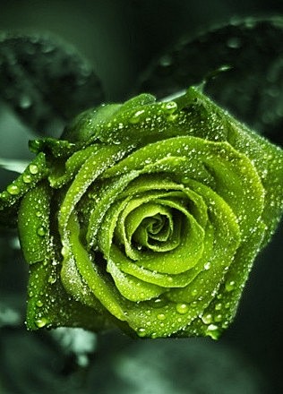 传说的绿玫瑰是不存于地只存于天上的花，
...