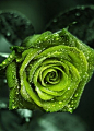 传说的绿玫瑰是不存于地只存于天上的花，
　　他们说那是只存于天上的永恒爱情。
　　天上的东西凡人又岂能拥有。爱情能让人忘记时间，时间却也能冲淡爱情。
　　绿玫瑰只是人们对唯美事物的憧憬罢了。
　　在神秘的大自然里，有一种玫瑰躲在草丛中，默默的散发着奇异的幽香。
　　因为花色青碧，比翠玉还要美，人们称之为绿玫瑰。可是它有毒，全身上下都有毒，只要手指一碰到它就会中毒。相传如果能在绿玫瑰开花时许个愿，什么美好的愿望都能实现。
　　也正因为绿玫瑰的罕见，被视为花中极品。她弥漫着自然野性的的纯真简朴，就