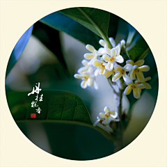 安茉汐采集到季节·黄色·植物