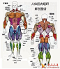 漫画基础_人体肌肉解剖图(1)