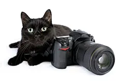 点击来源直接获取大图文件 |有趣的黑猫是拿着数码单反相机的摄影师