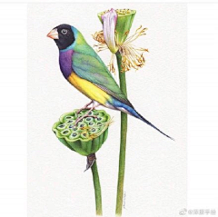 水蓝0采集到彩铅