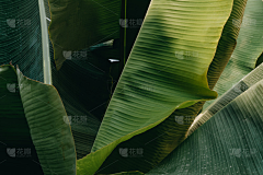 在河之洲i采集到越南菜