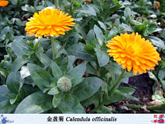 ℃゛采集到S-植物/花卉