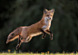 Red Fox by Vladislav Kamenski: 