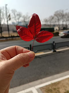 自由水精灵采集到花卉