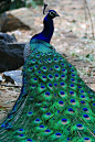 Day @The ZOO  peacock: 