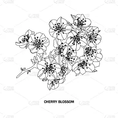 樱花,华丽的,草图,请柬,壁纸,樱桃,婚礼,装饰物,排列,复古