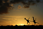 【美图分享】matt west的作品《Happy Dancing Giraffes》 #500px#