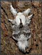 Large Tolype Moth by Eric C. Reuter, via Flickr