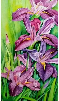 水彩--鸢尾花 - 高清图片，堆糖，美图壁纸兴趣社区