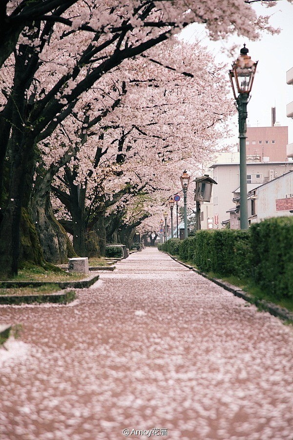 铺满樱花的小路，喜欢的绿植街景之一。by...