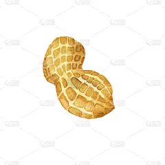 花生在黄色果壳孤立在白色背景。水彩手绘插图。完美的食品设计，海报，有机装饰。