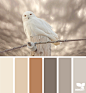 owl tones