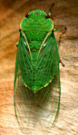 （9）Pinterest