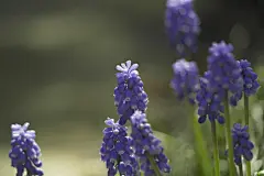 薰衣草高清摄影素材