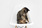 Gray Tabby Cat Sitting on White Chair Behind White Painted Wall