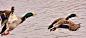 鸭, 绿头鸭, 飞行, 飞, 翼, 羽毛, 水禽, 鸭鸟, 雄性绿头野鸭, 动物, 鸟, 性质, 公园