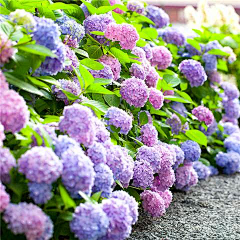 journey_wawa采集到花房
