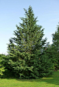 A Fast Growing Landscaping Tree: The Leyland Cypress Tree  I'd like to plant trees in our front yard.  #ClaytonPintoWin: