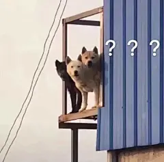 有哪些万能的表情包推荐？ - 知乎