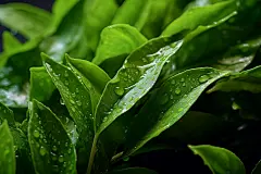 新鲜植物茶树茶文化茶叶图片摄影图