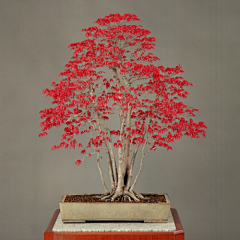 灵感邦丨ideabooom采集到丨L丨创意盆栽盆景丨创意艺术造型松树花盆植物设计
