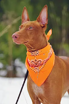 点击来源直接获取大图文件 |The portrait of a Pharaoh hound posing outdoors with an orange bandana on its neck in winter