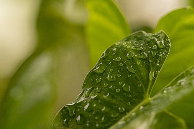 Leaf, Plant, Raindro...