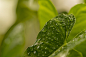 Leaf, Plant, Raindrops, Dew, Dewdrops, Droplets, Wet