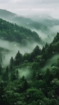 风光系列实景森林雾场景背景